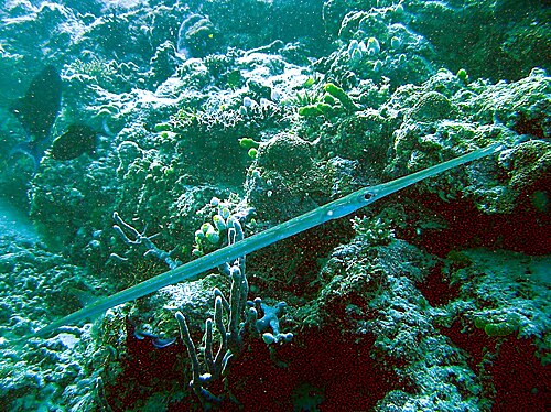 Fistularia commersonii